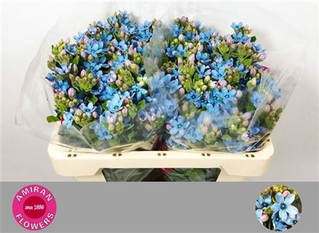 Oxy Co Tan Pure Blu 50cm Amiran Flowers