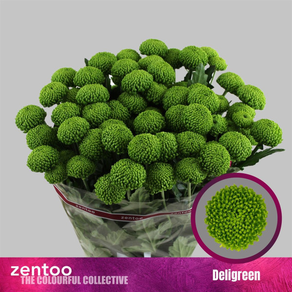 Chr T Deligreen