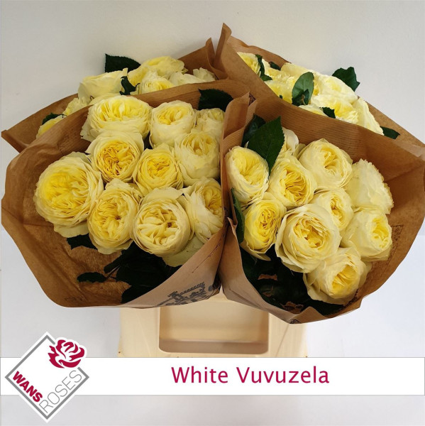 R Gr White Vuvuzela 40cm Wans Roses