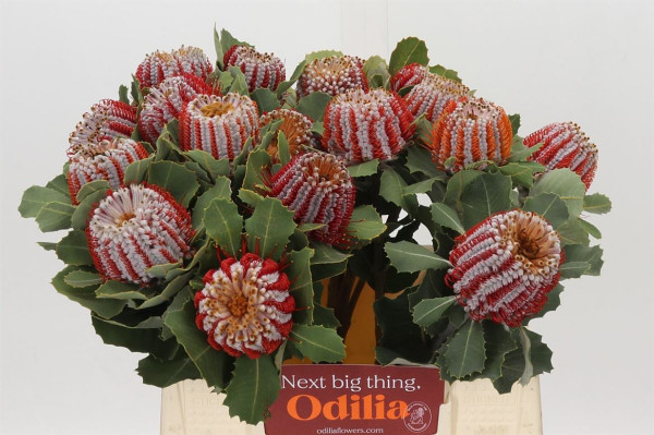 Banksia Coccinea