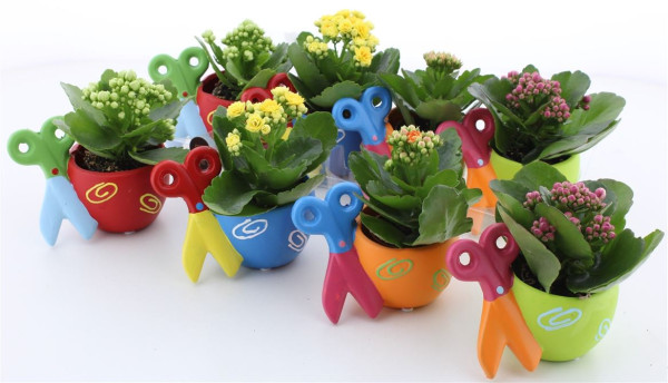 Arr Kalanchoe-2