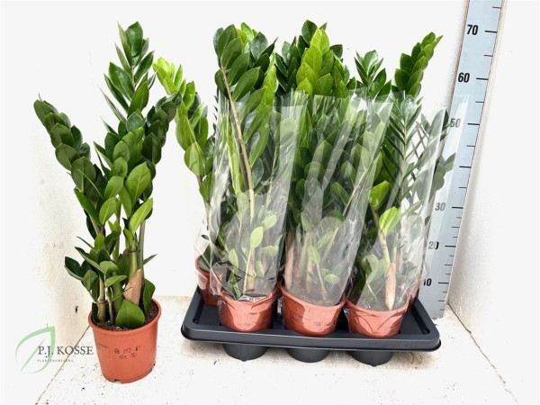 Zamio Zamiifolia 14/65