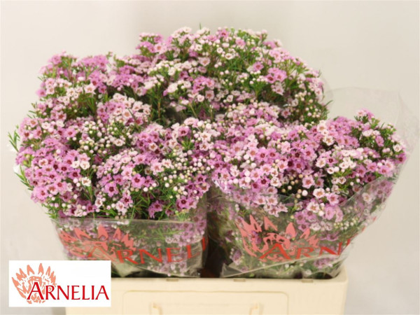 Chame Giselle 55cm