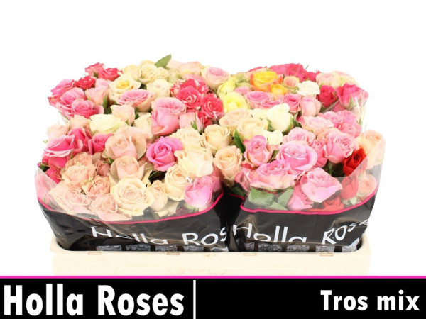 R Tr Ov 50cm Holla Roses BV