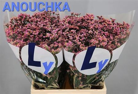 Lim Sin Anouchka Dia 60cm Gebr. Lek Luyona