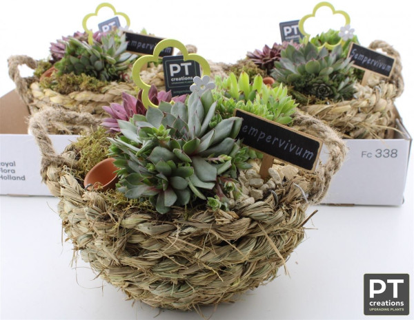 Arr Sempervivum-2