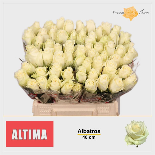 R Gr Albatros 40cm Altima / Fresco