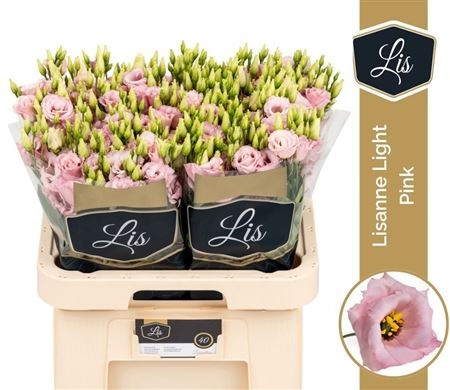 Eus G Lisanne Light Pin LIS