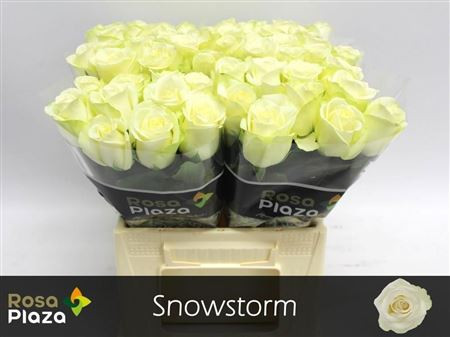 R Gr Snowstorm+ 40cm Rosa Plaza DZ Roses