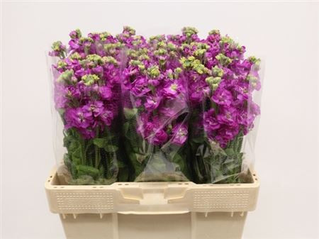 Matth Stox Deep Rose
