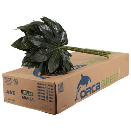 Aralia Orca 70cm