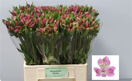 Alstroemeria Renate 60cm Kwekerij De Blauwe Bru