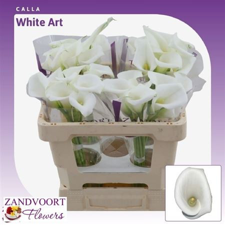 Zant White Art 50cm