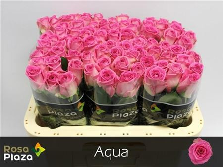R Gr Aqua! 60cm Rosa Plaza A Q Roses