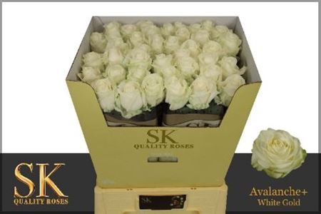 R Gr Avalanche+ 70cm SK Roses White Gold