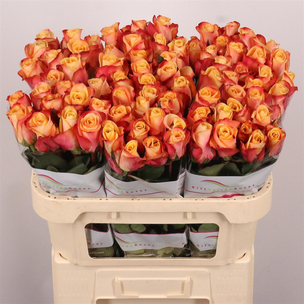 R Gr Pebbles 70cm Rift Valley Roses