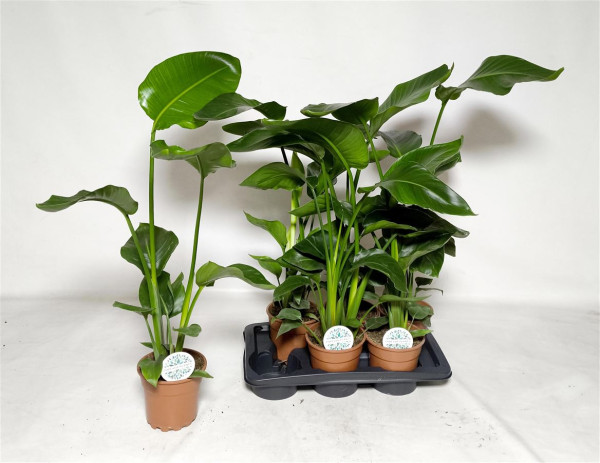 Strelitzia Nicolai 17/90