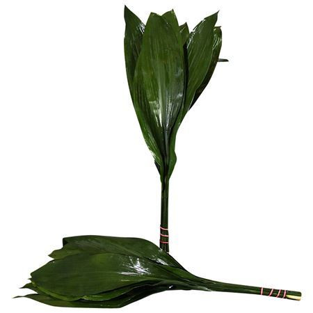 Aspidistra 90