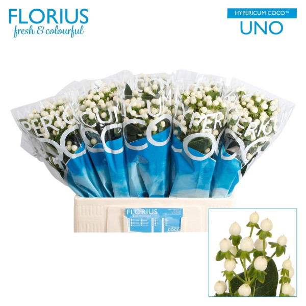 Hypericum Coco Uno Mf