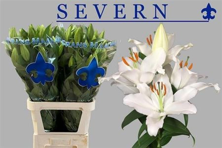Li Or Severn