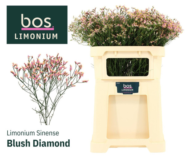 Lim Sin Blush Dia 75cm Bos - Flowers