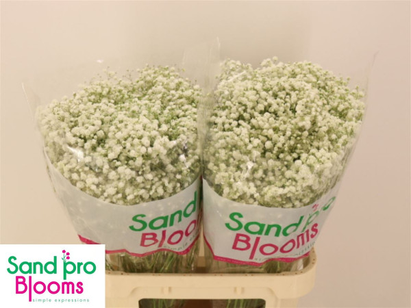 Gyps Pa Xlence 80cm Sand Pro Blooms