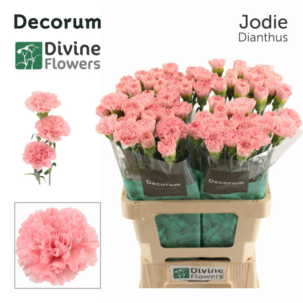 Di St Jodie 