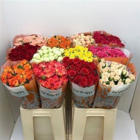 R Tr Gem In Fust 60cm Braam Roses