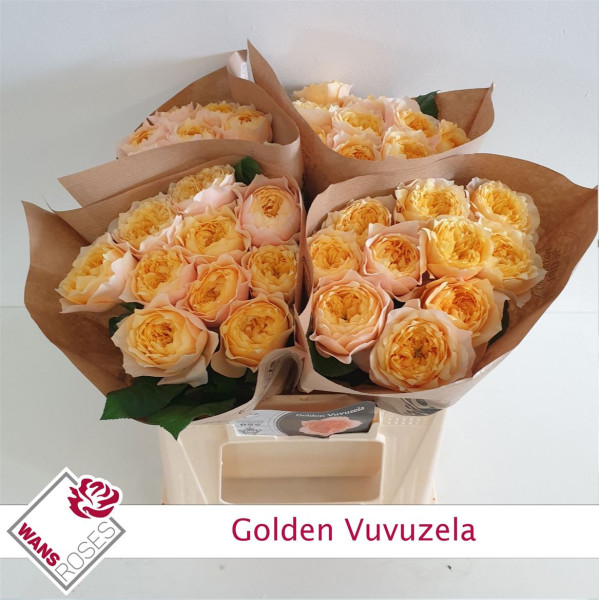R Gr Golden Vuvuzela 40cm Wans Roses
