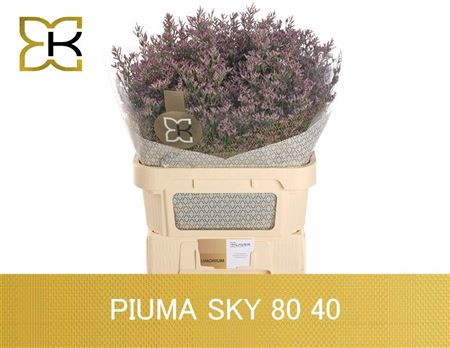 Lim Piuma Sky 80cm Klaver Flowers