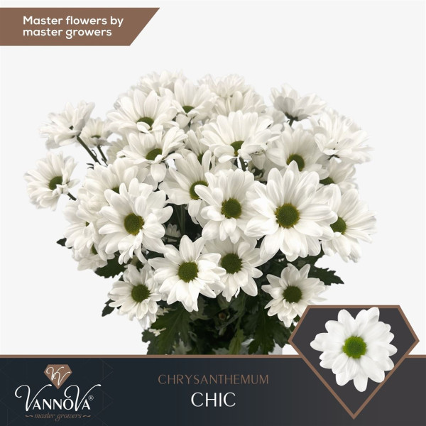 Chr T Chic 100g Vannova