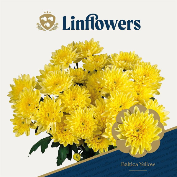 Chr T Baltica Yellow 115g Linflowers