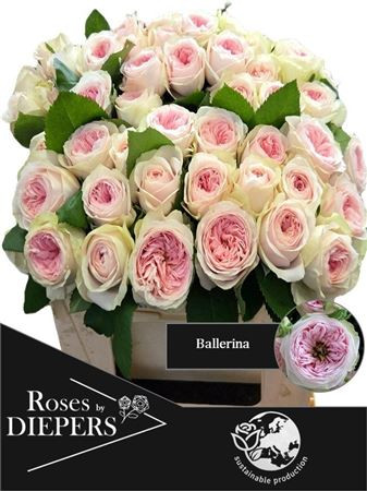 Ballerina 30cm Diepers Rosen