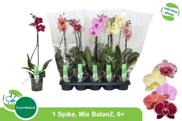 Phal Gem 12/55