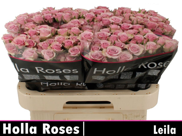 R Tr Leila 60cm Holla Roses BV