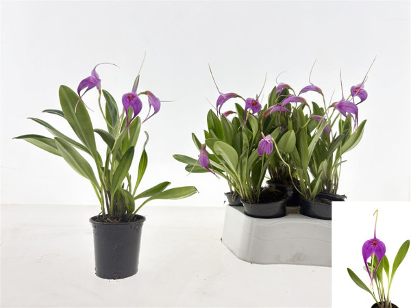 Orchideeen Overig