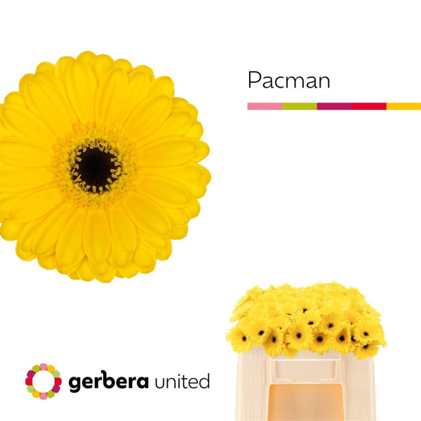 Ge Mi Pacman