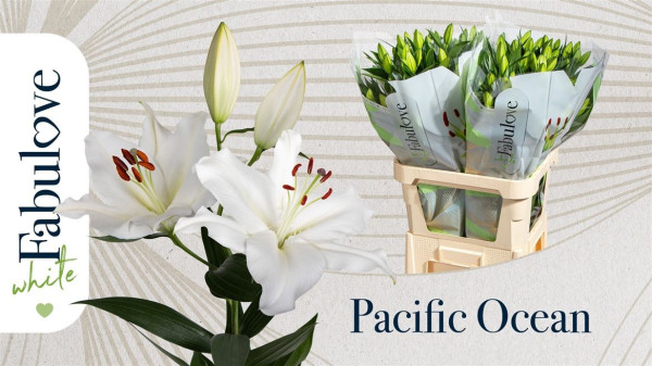 Li Or Pacific Ocean