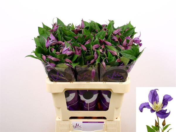 Clem Blue Pirouette 60cm Marginpar / BF
