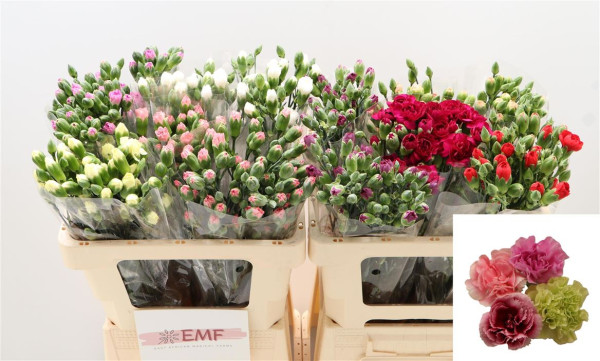 Di Tr Gem In Fust 55cm EMF