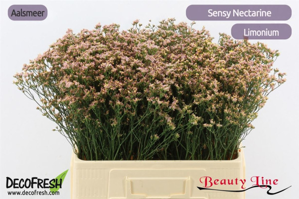 Limonium Sensy Nectarin 60cm