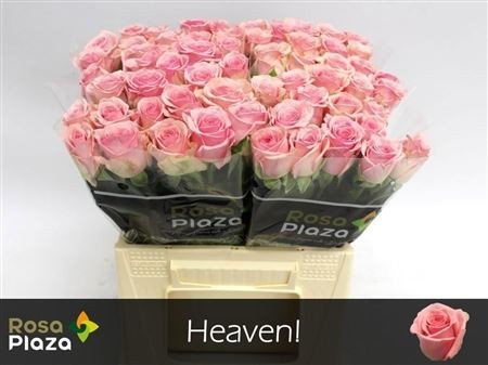 R Gr Heaven! 40cm Rosa Plaza DZ Roses