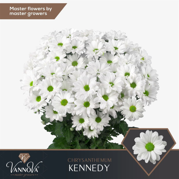 Chr T Kennedy 85g Vannova