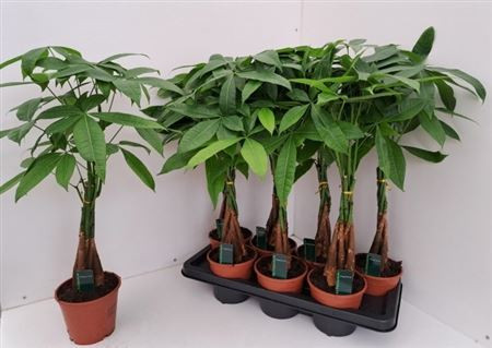 Pachira Aquatica-1