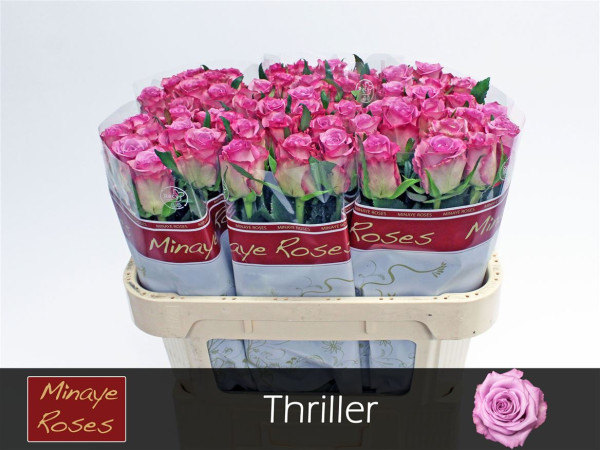 R Gr Thriller 70cm Minaye Flowers