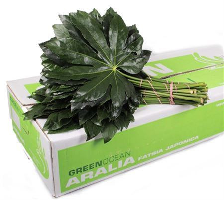 Aralia