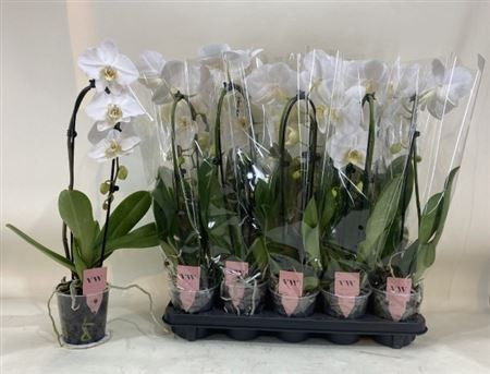 Phal Ov Wit 12/45