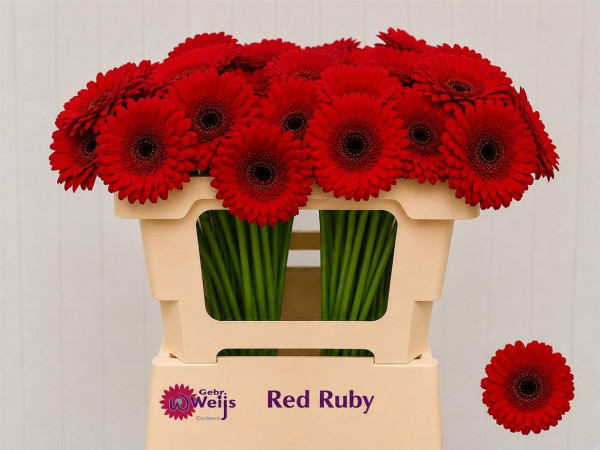 Gerbera Mini Red Ruby