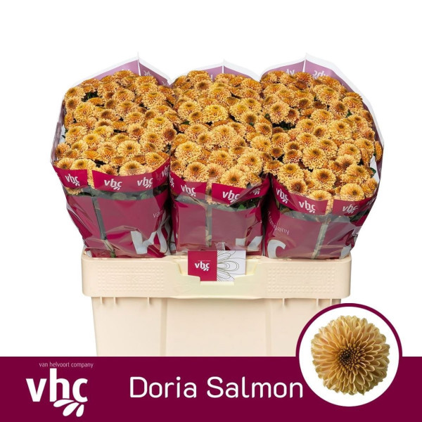 Chr S Aaa Doria Salm van Helvoort Company
