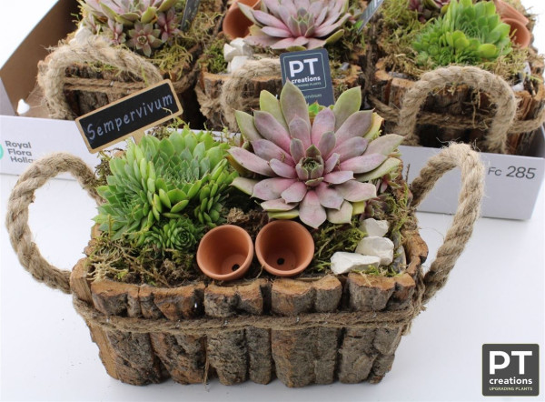 Arr Sempervivum-1